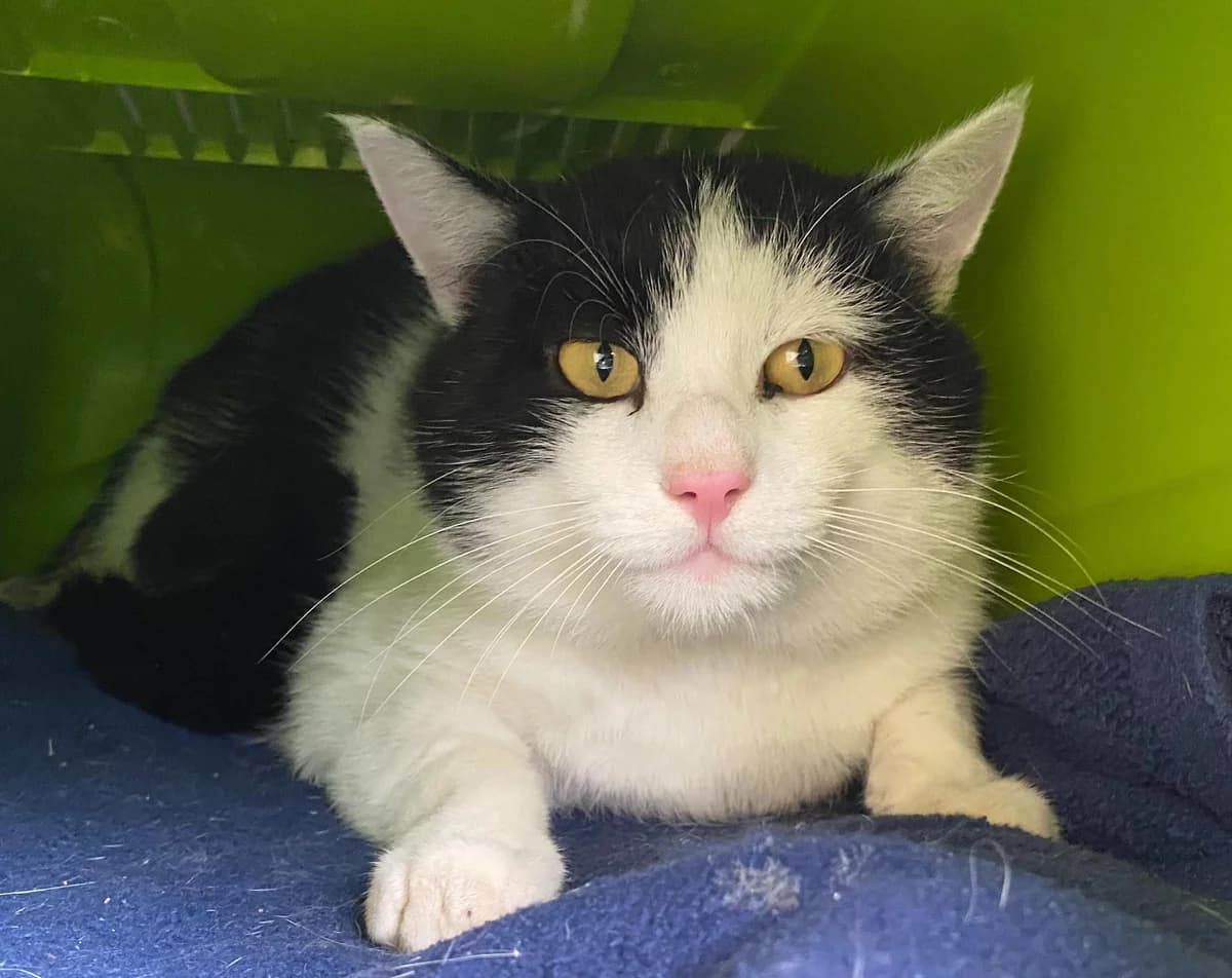 Salvatore, male mixed breed for adoption at Tierheim Linz, Linz