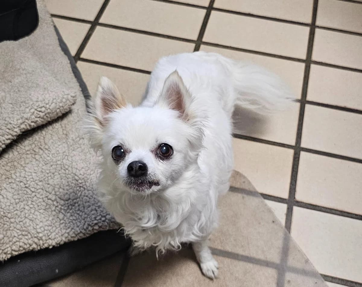 Gipsy, female senior Chihuahua for adoption at Tierheim Linz, Linz