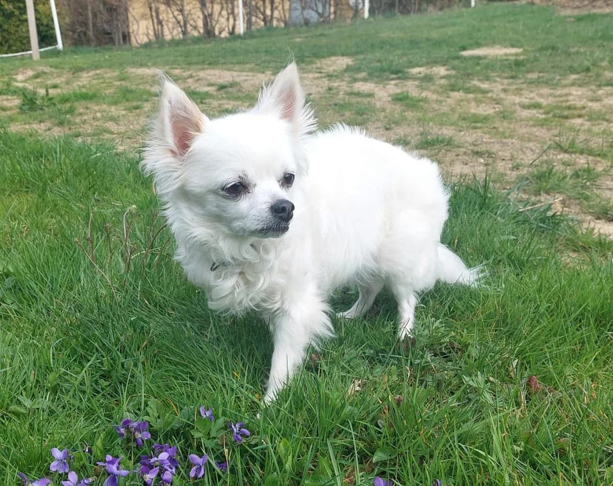 Gipsy, female Chihuahua for adoption at Tierheim Linz, Linz — photo 2 of 2