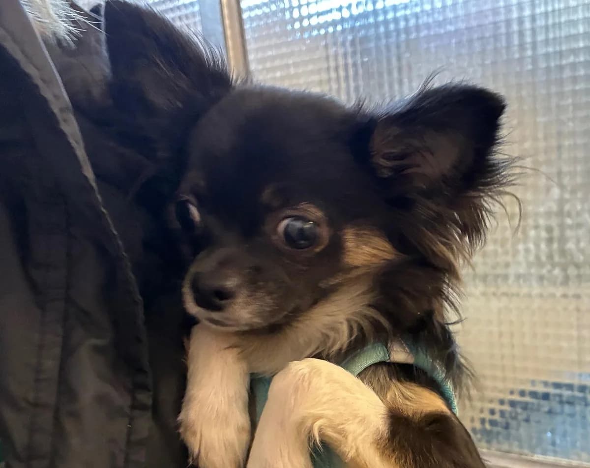 Tinyitus, male puppy Chihuahua for adoption at Tierheim Linz, Linz