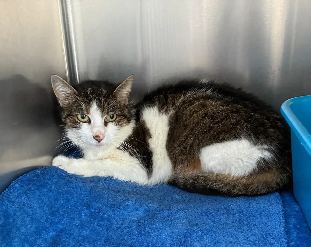 Claudette, female senior mixed breed for adoption at Tierheim Linz, Linz