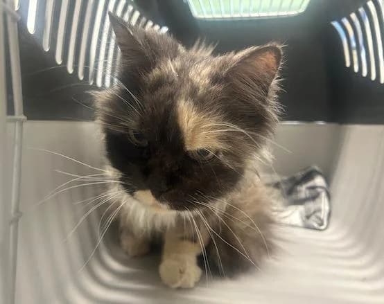 Bailey, female 7yo Maine Coon for adoption at Tierheim Linz, Linz