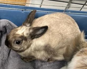 Yuki, female mixed breed for adoption at Tierheim Linz, Linz