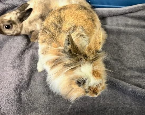 Hime, female young mixed breed for adoption at Tierheim Linz, Linz