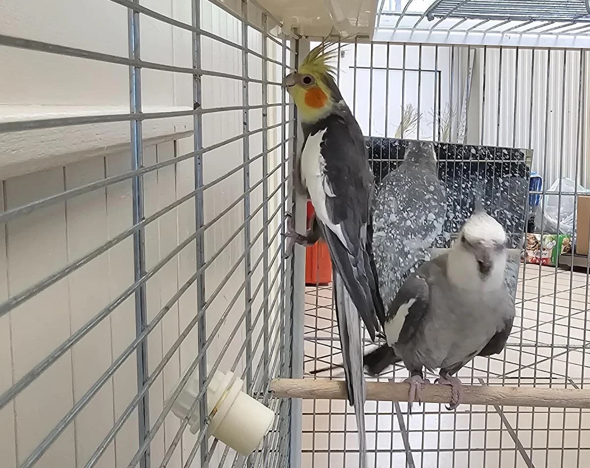 Pika,  mixed breed for adoption at Tierheim Linz, Linz