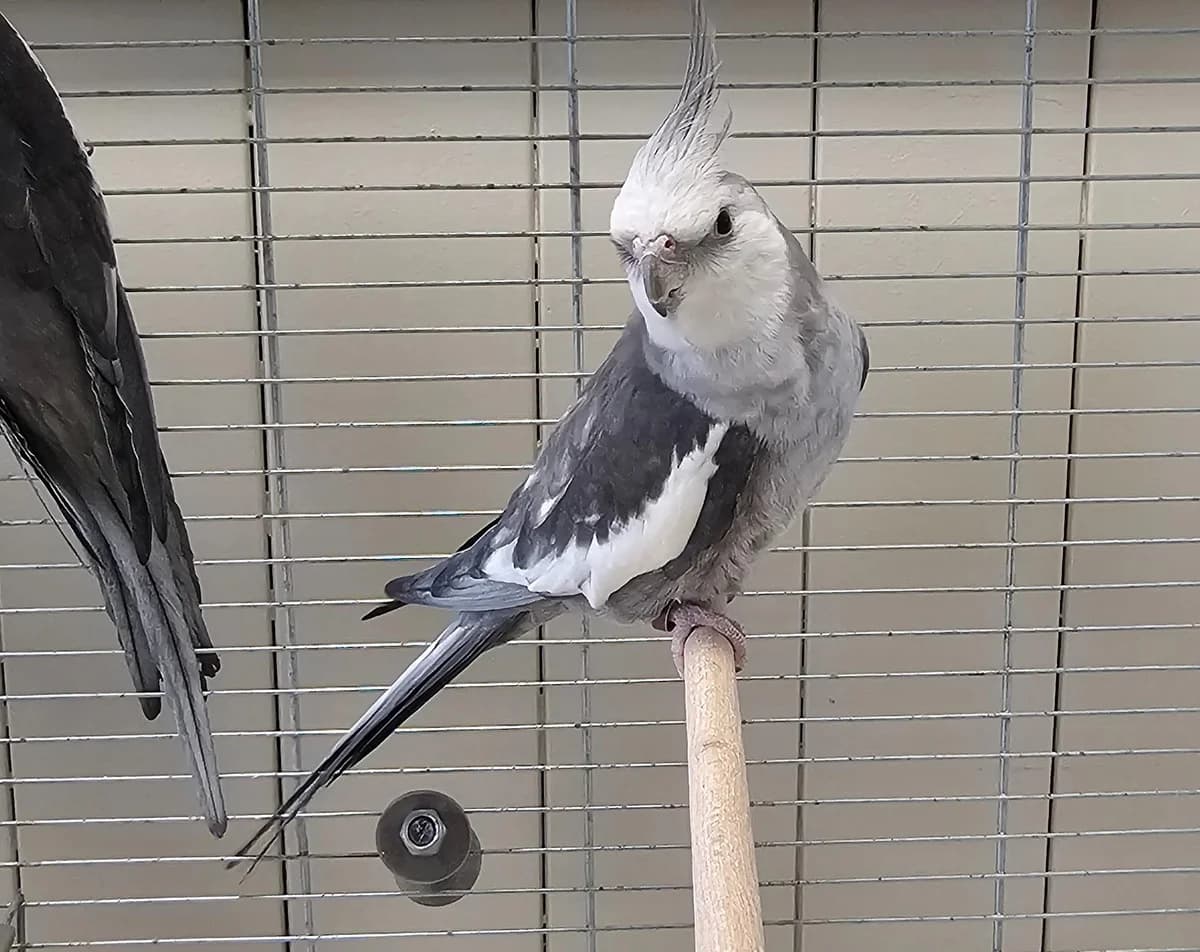 Piku,  mixed breed for adoption at Tierheim Linz, Linz