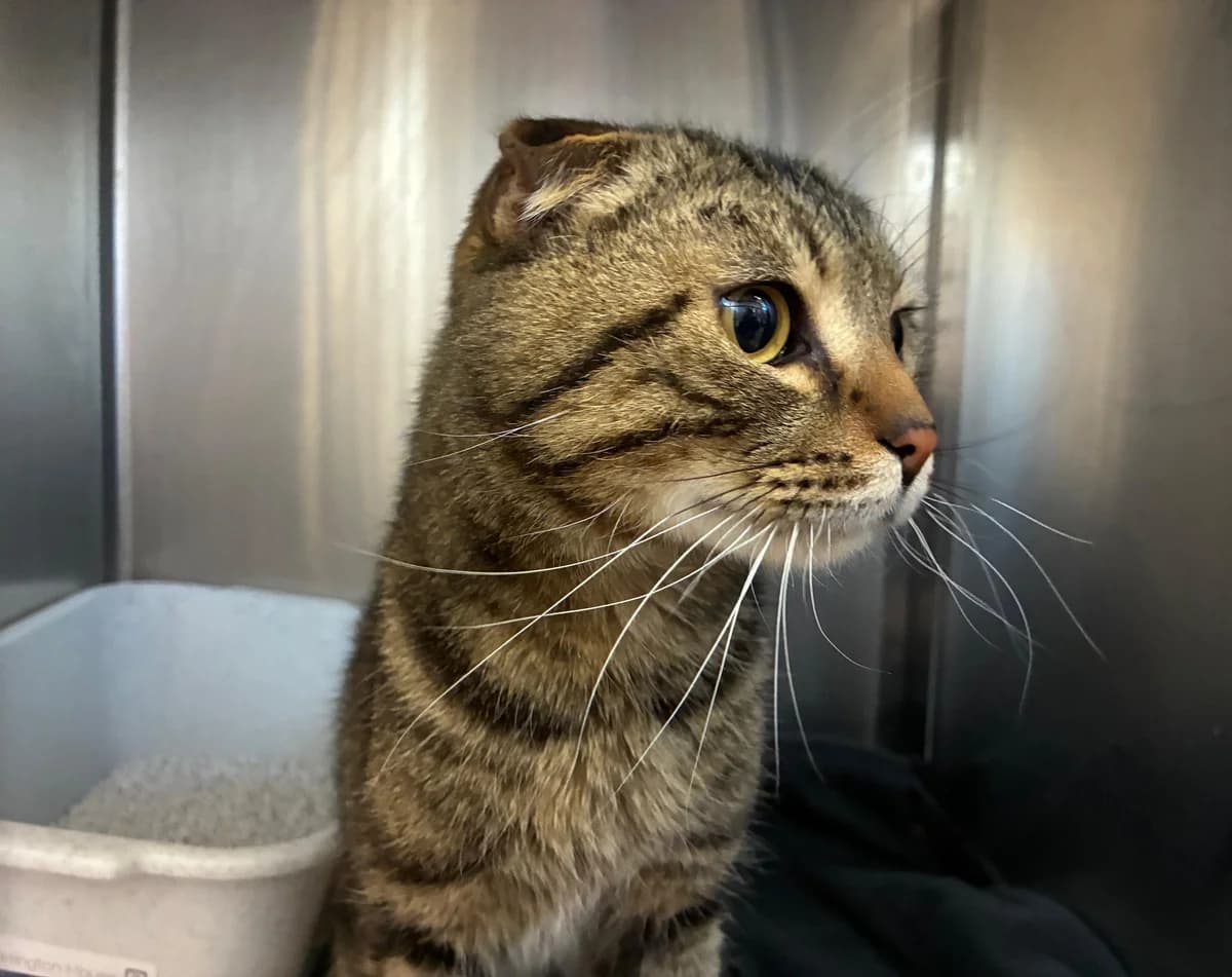 Aristoteles, male young Scottish Fold for adoption at Tierheim Linz, Linz