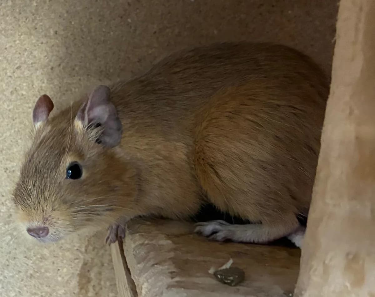 Noisette, male young Degu for adoption at Tierheim Linz, Linz