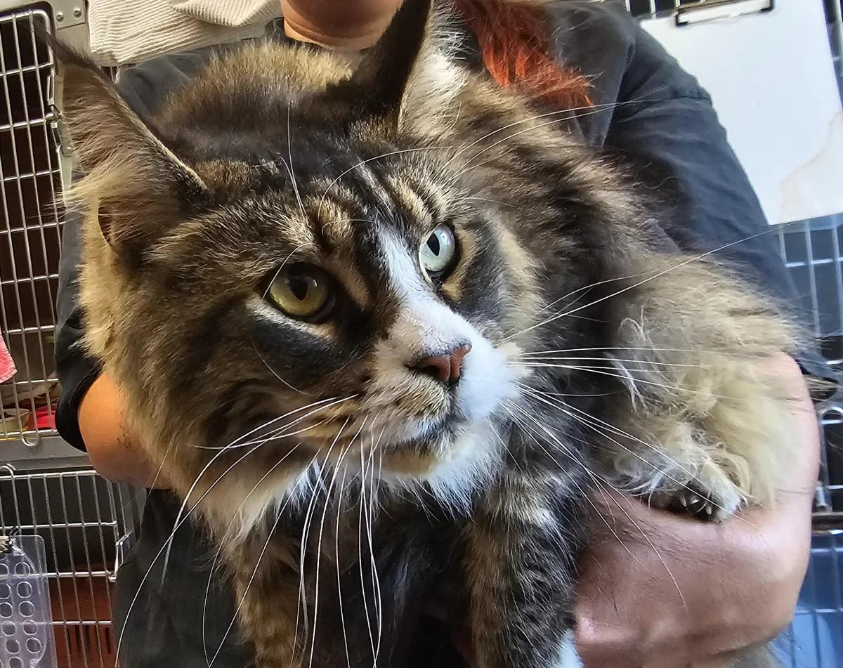 Mirabell, female 4yo Maine Coon for adoption at Tierheim Linz, Linz