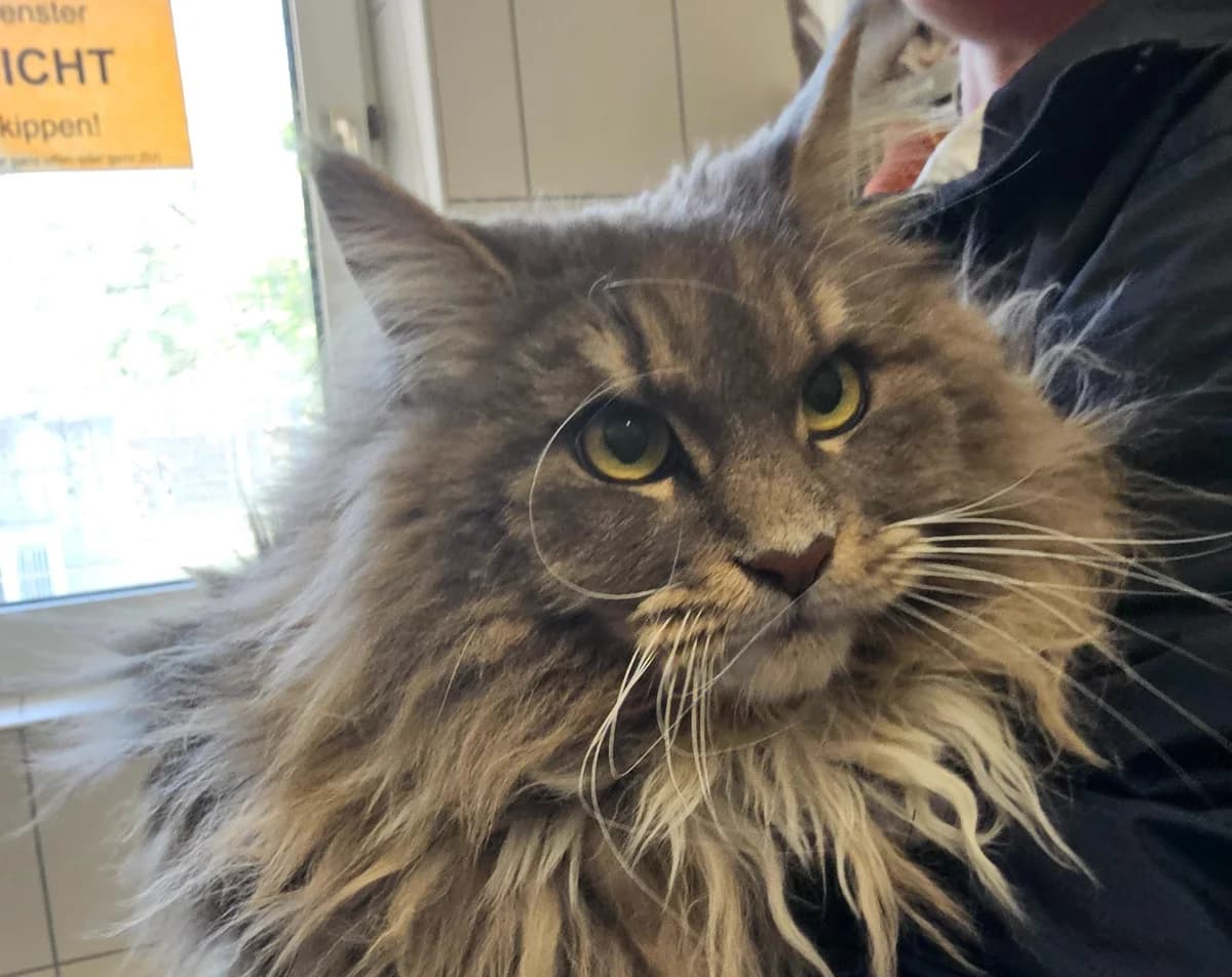 Gina, female 6yo Maine Coon for adoption at Tierheim Linz, Linz