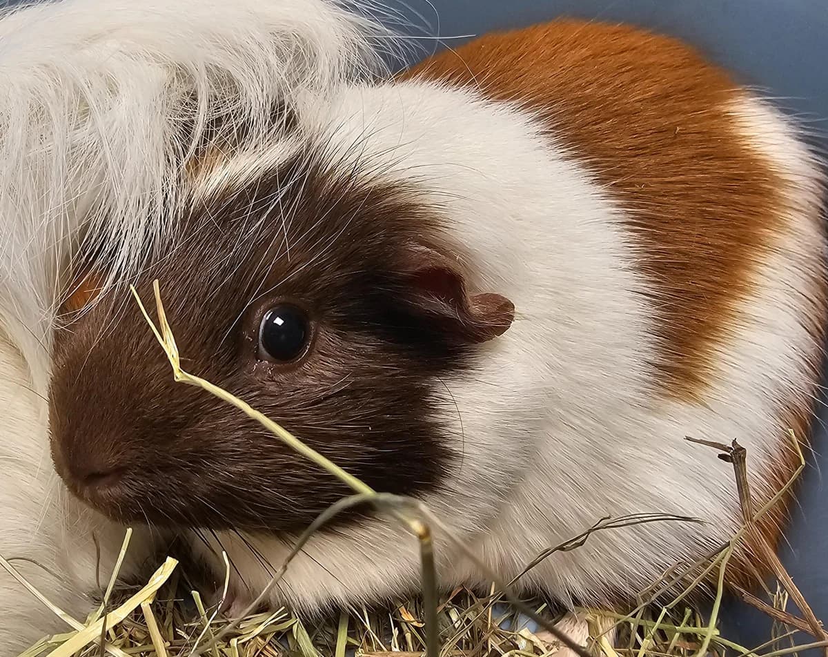 Mango, female 6yo mixed breed for adoption at Tierheim Linz, Linz