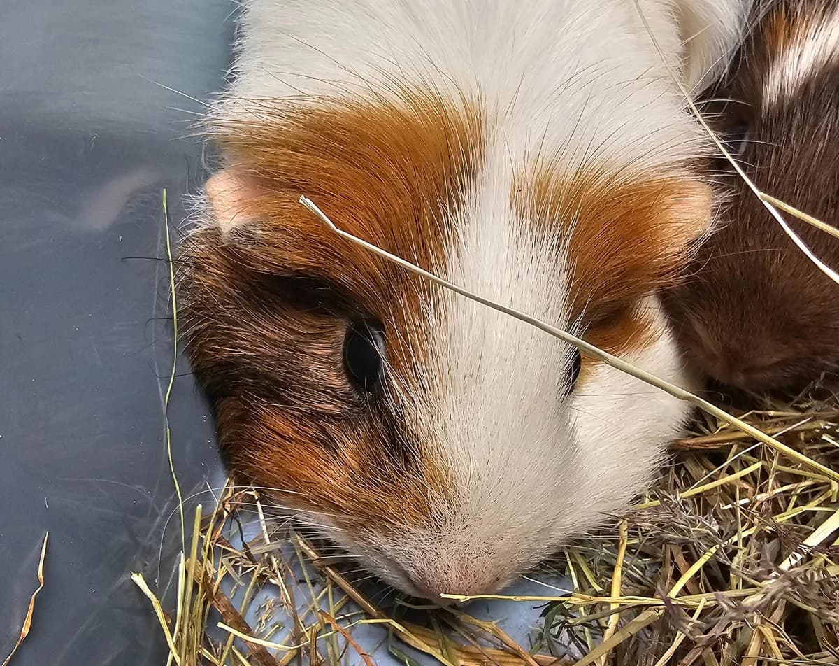 Feige, female 6yo mixed breed for adoption at Tierheim Linz, Linz