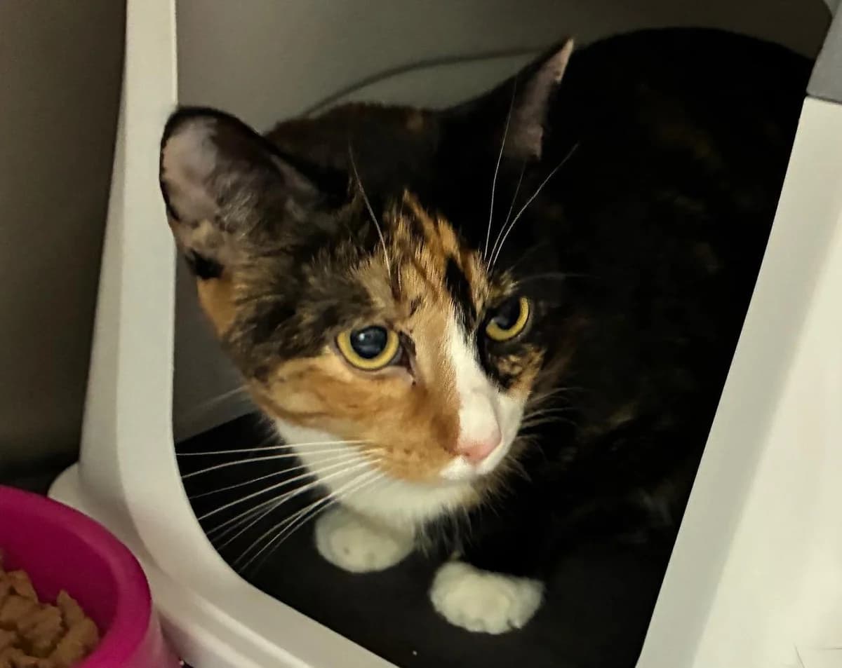 Dinah, female 4yo mixed breed for adoption at Tierheim Linz, Linz