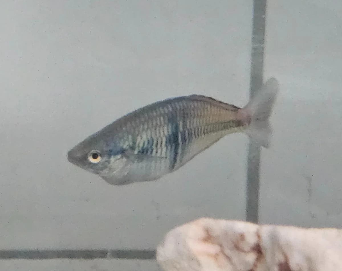 Unbekannt,  young Old English Sheepdog for adoption at Tierheim Linz, Linz