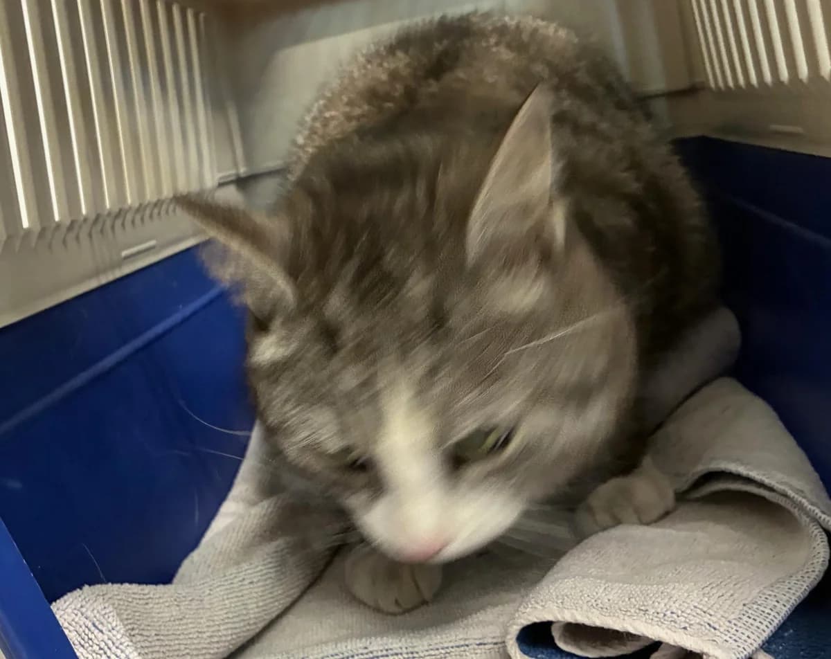 Muffin,  (Tierheim Linz)