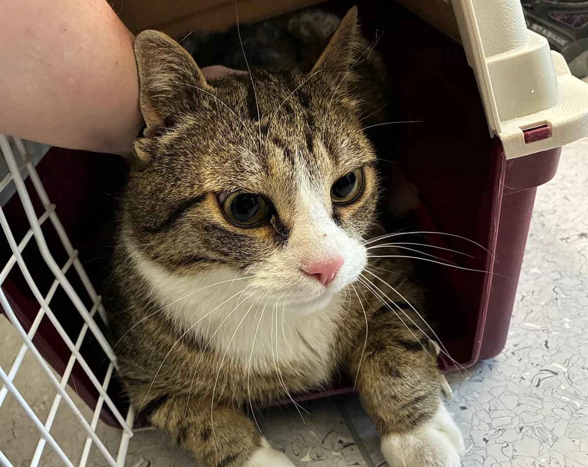 Buddy,  (Tierheim Linz)