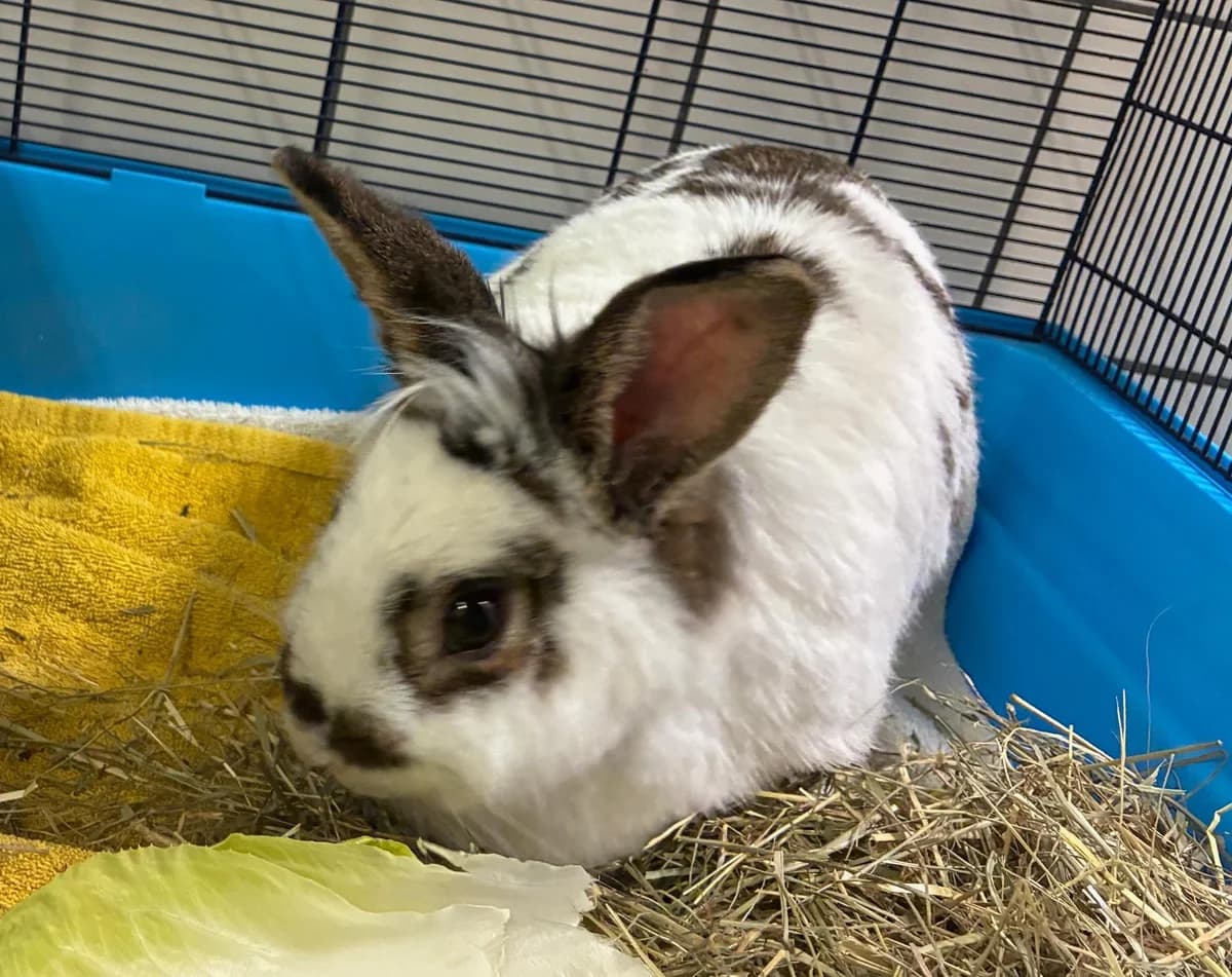 Unbekannt, female 3yo mixed breed for adoption at Tierheim Linz, Linz