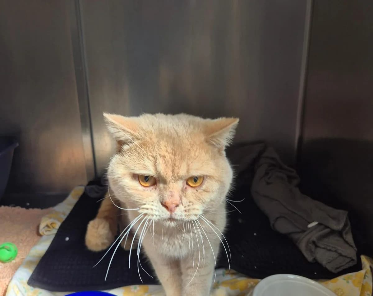 Tarou, male 4yo British Shorthair for adoption at Tierheim Linz, Linz