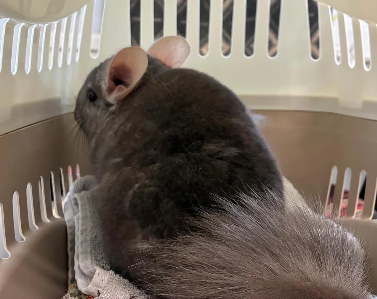 Fluppy, male 3yo Chinchilla for adoption at Tierheim Linz, Linz