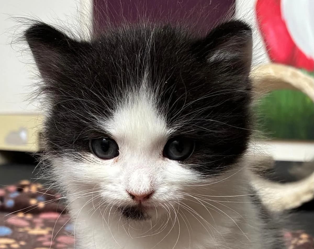 Franziska, female puppy mixed breed for adoption at Tierheim Linz, Linz