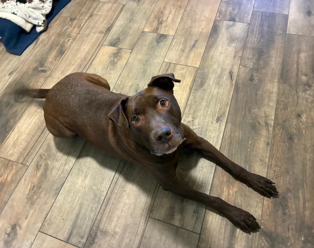 Leopold, male senior Labrador Retriever for adoption at Tierheim Linz, Linz