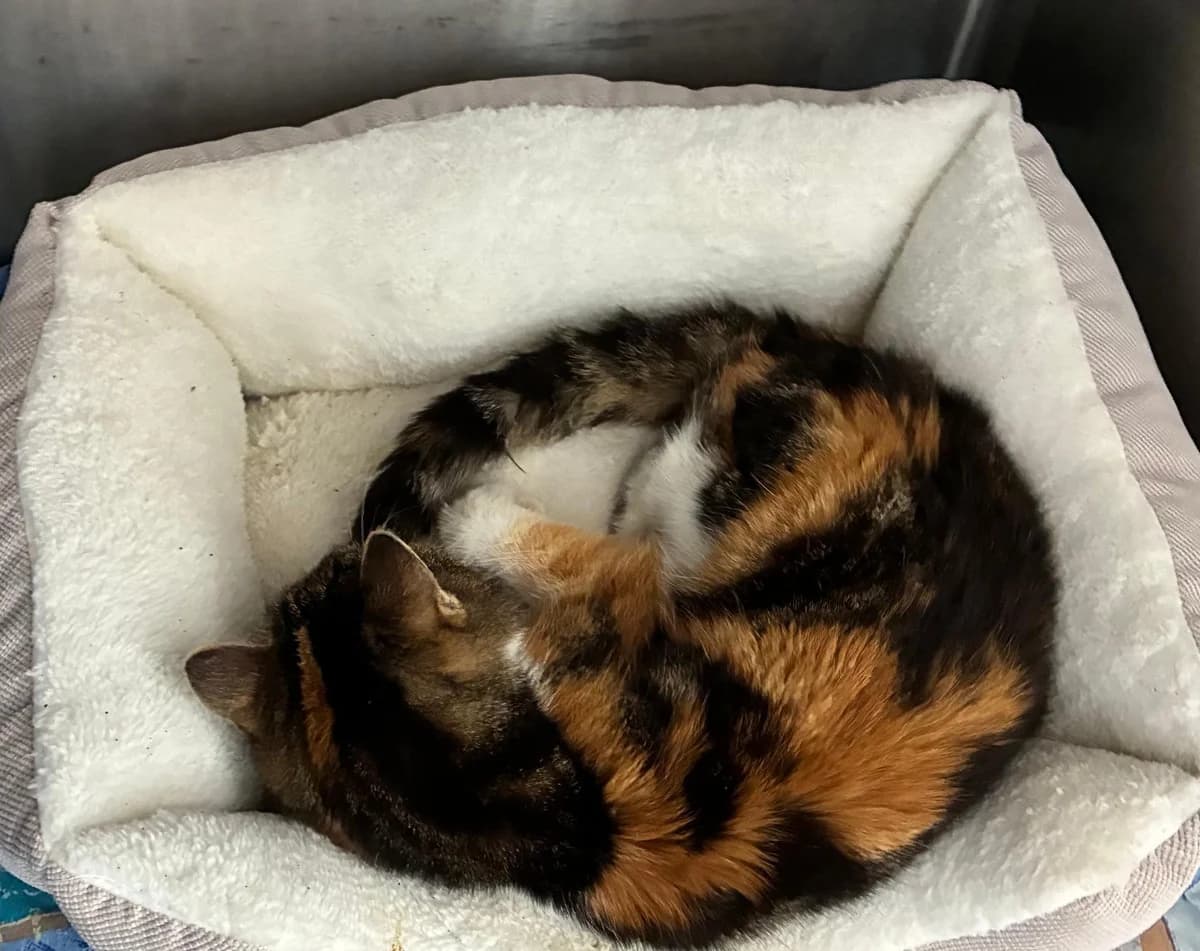 Anne, female senior mixed breed for adoption at Tierheim Linz, Linz