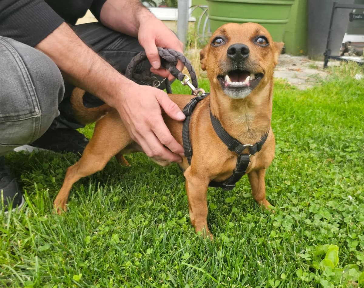 Lucky, male 4yo Chihuahua for adoption at Tierheim Linz, Linz