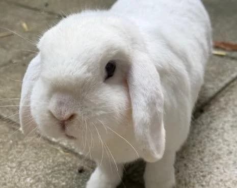 Theo,  (Tierheim Linz)