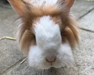 Nala,  (Tierheim Linz)