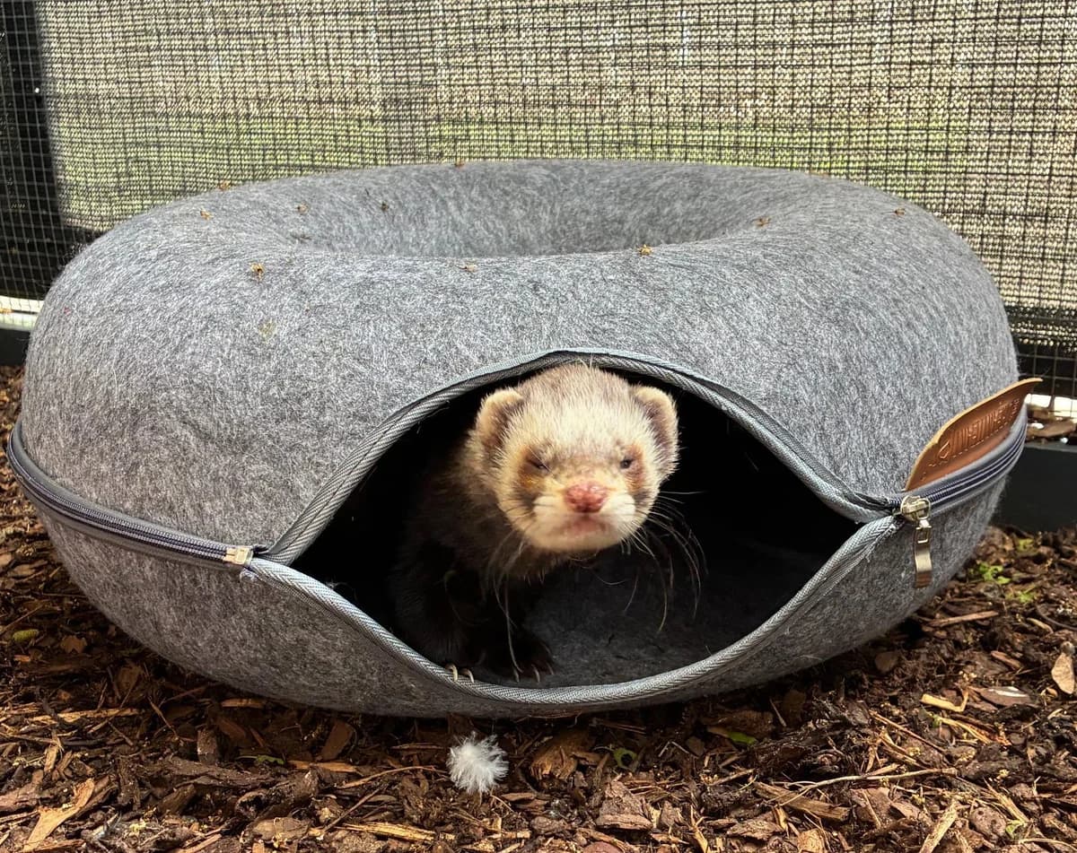 Paco,  (Tierheim Linz)