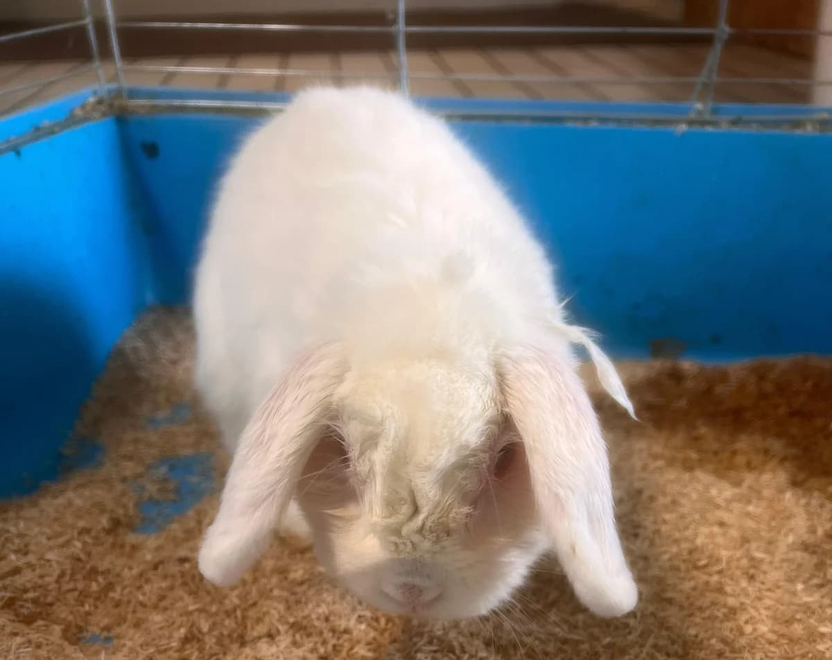 Charly,  (Tierheim Linz)