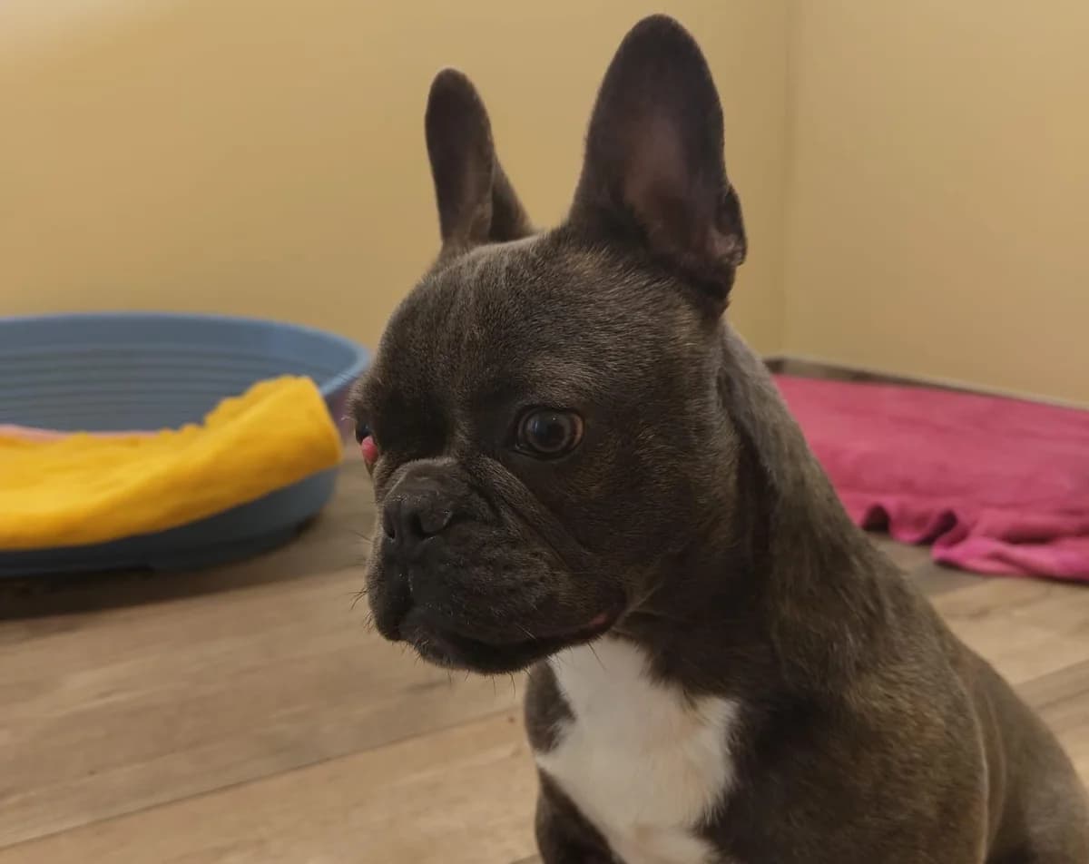 Max, male puppy French Bulldog for adoption at Tierheim Linz, Linz