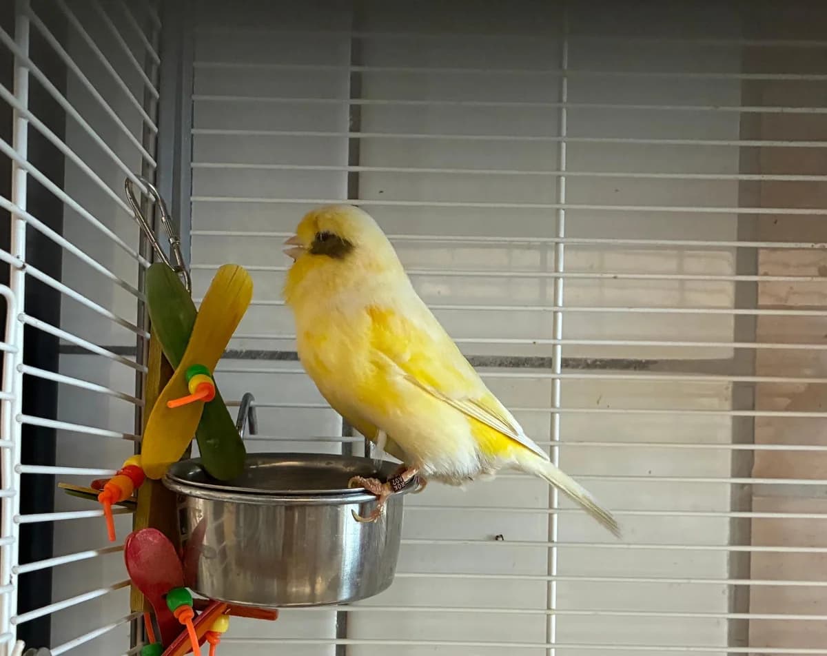 Safran,  mixed breed for adoption at Tierheim Linz, Linz