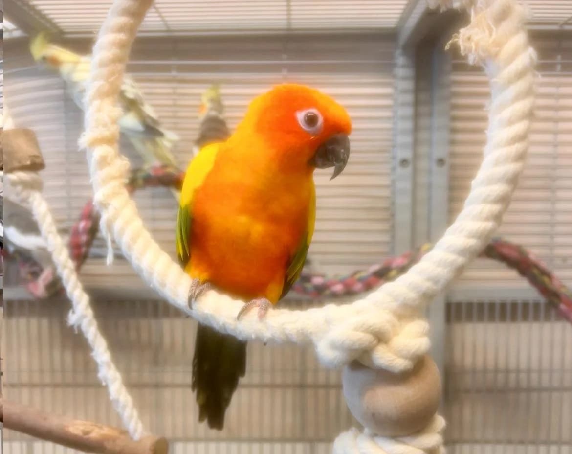 Dori,  (Tierheim Linz)