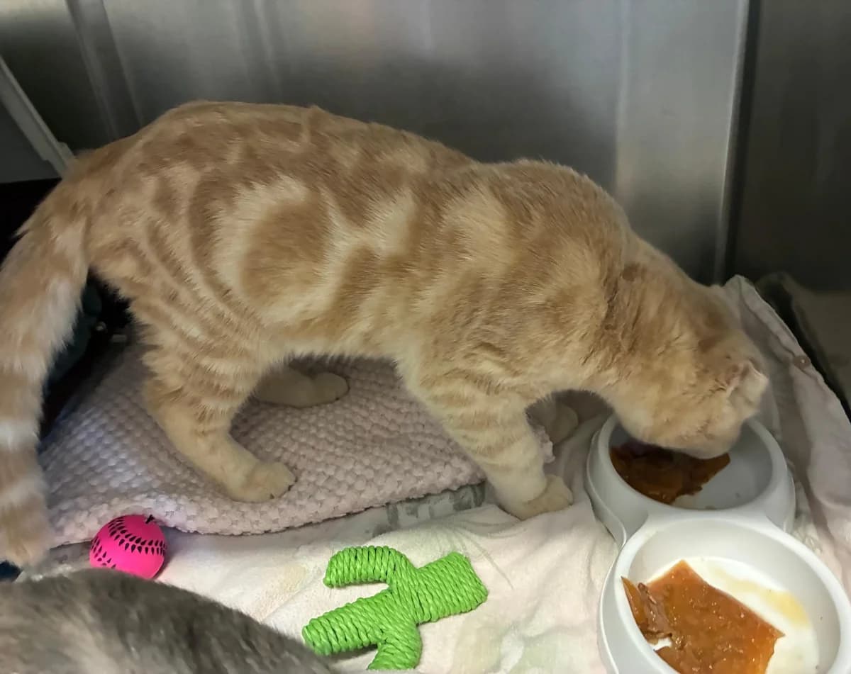 Kioko, Scottish Fold (Tierheim Linz)