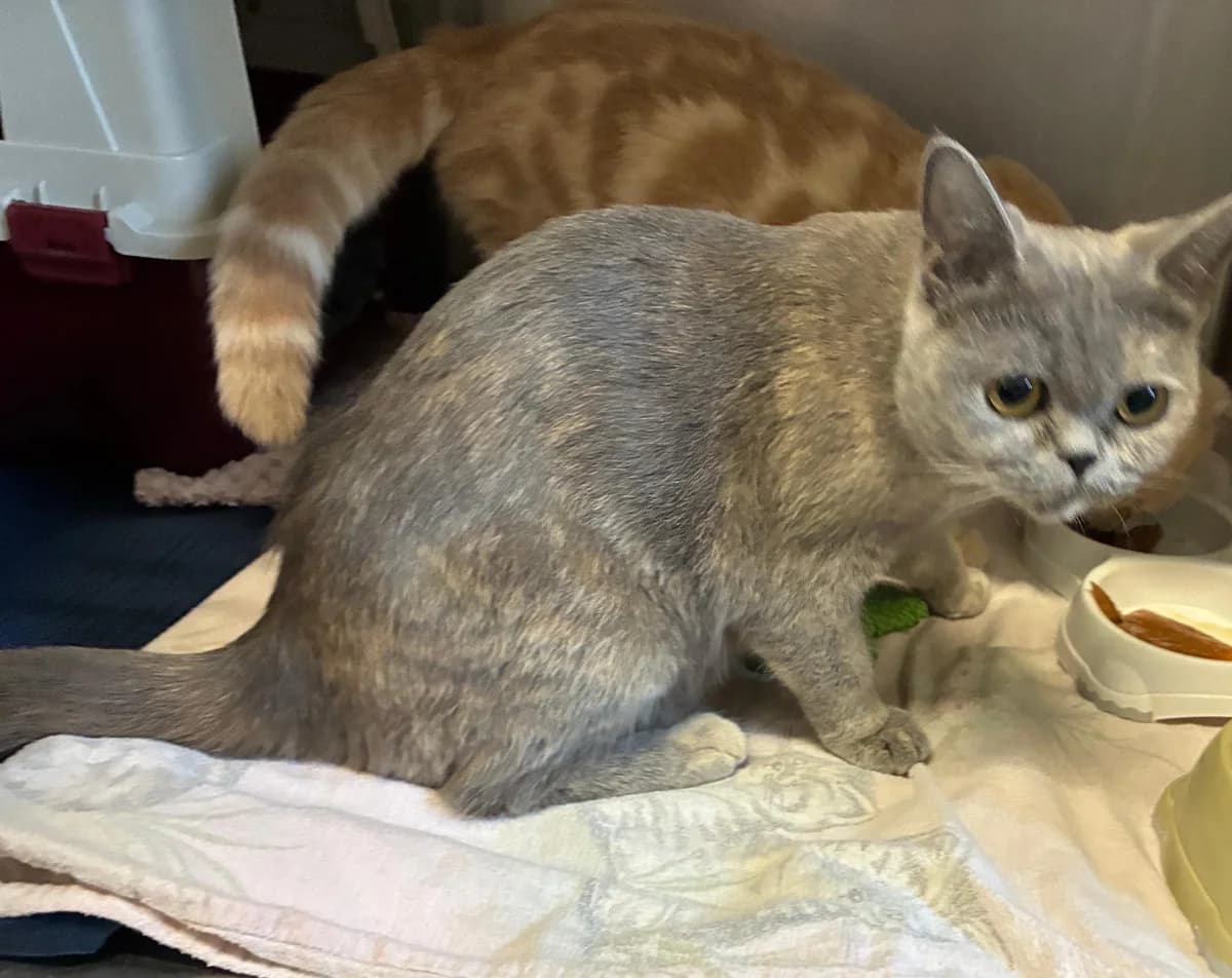 Kanmi, female young British Shorthair for adoption at Tierheim Linz, Linz