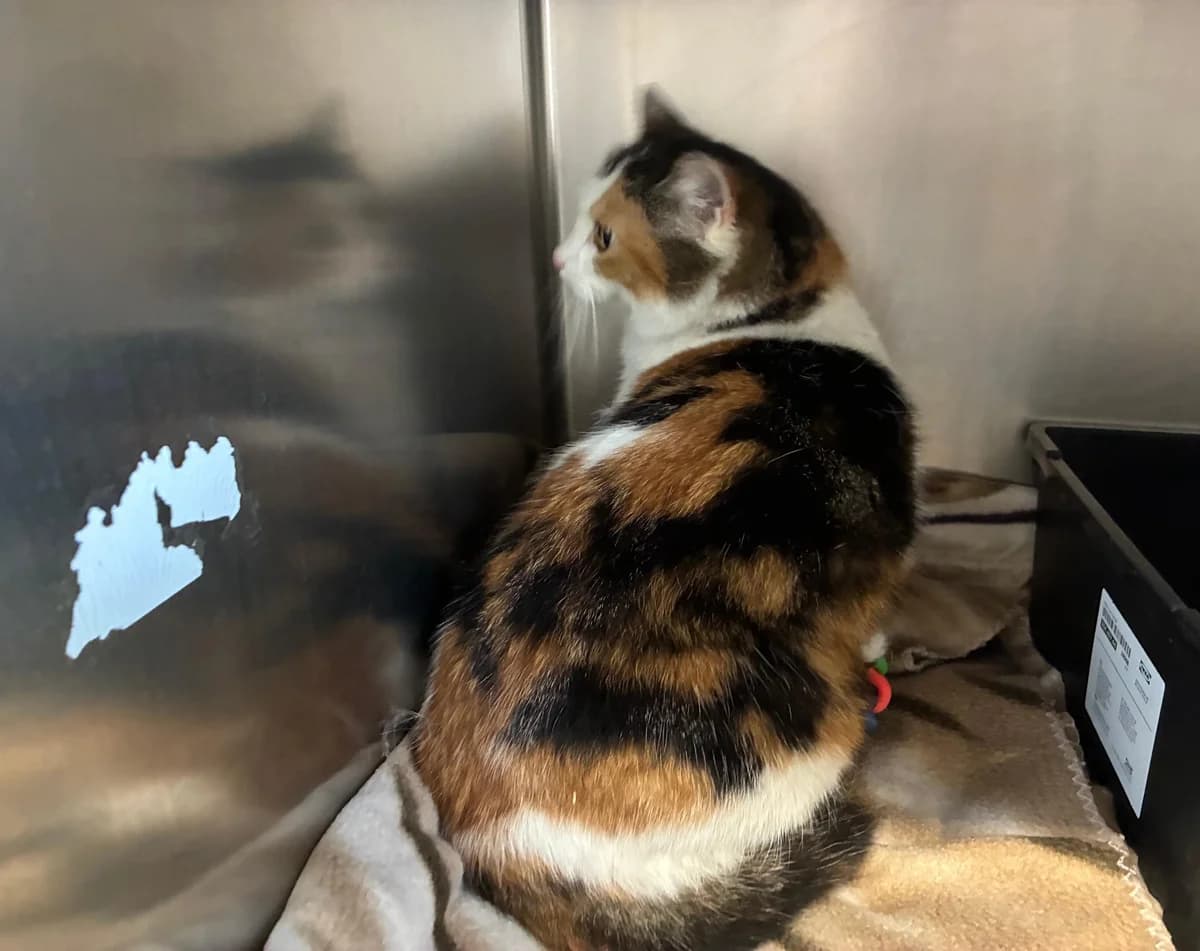 Mila, female 6yo mixed breed for adoption at Tierheim Linz, Linz