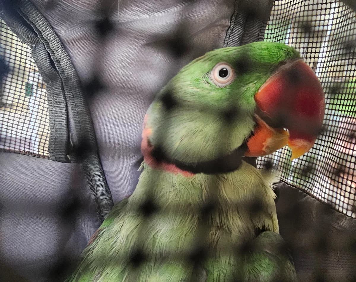 Floyd,  (Tierheim Linz)