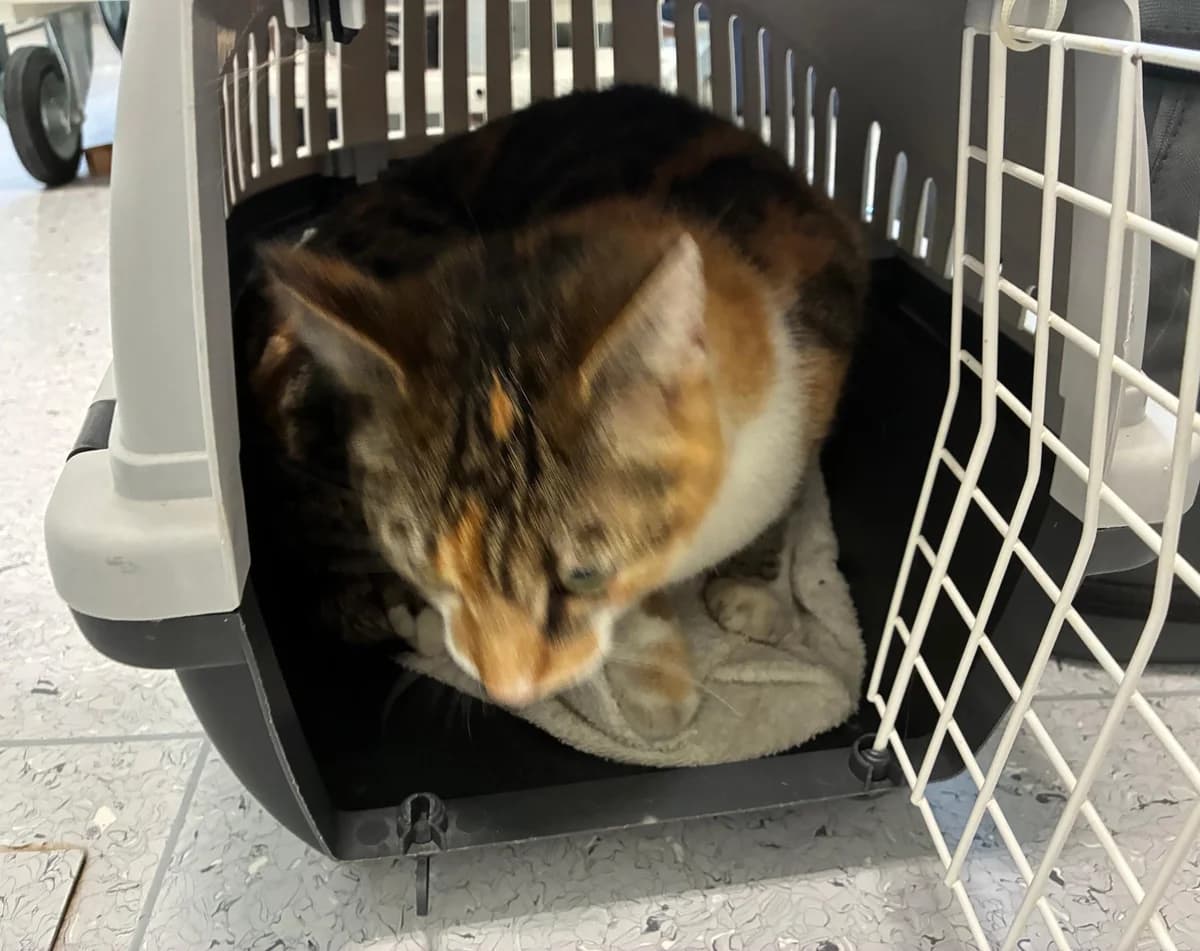 Freya, female 3yo mixed breed for adoption at Tierheim Linz, Linz