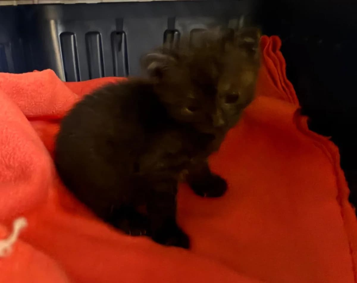 Alison, female puppy mixed breed for adoption at Tierheim Linz, Linz