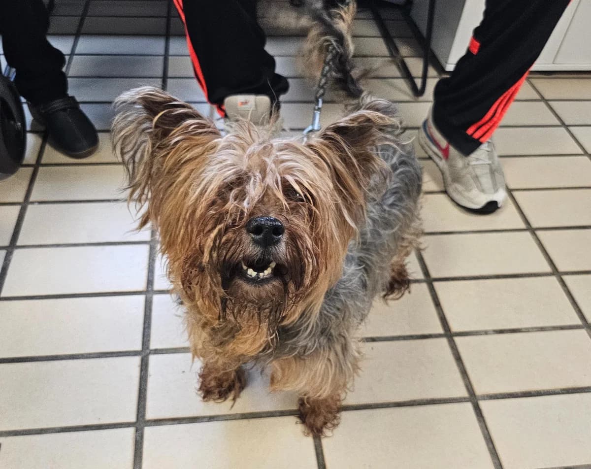 Rocky, male senior Yorkshire Terrier for adoption at Tierheim Linz, Linz