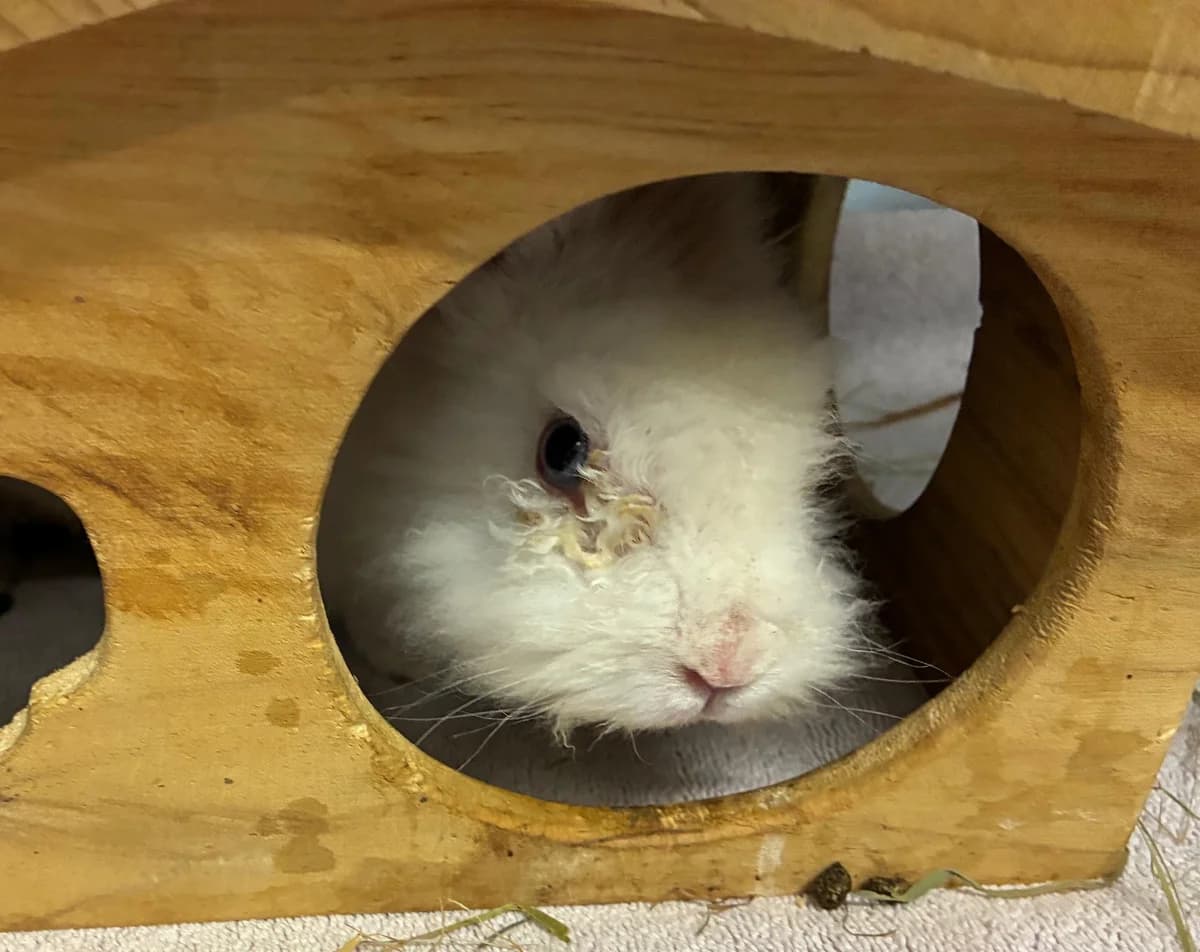 Jakob, male 7yo mixed breed for adoption at Tierheim Linz, Linz
