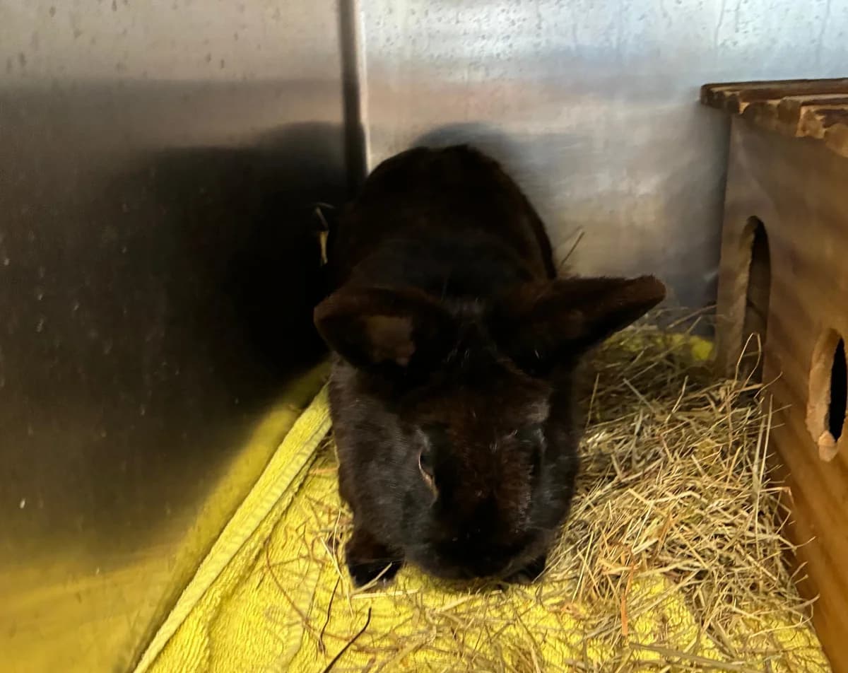 Timothy, male mixed breed for adoption at Tierheim Linz, Linz