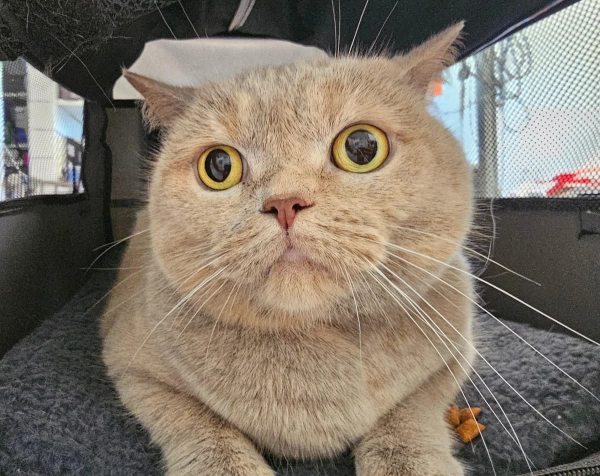 Bambi, female senior British Shorthair for adoption at Tierheim Linz, Linz