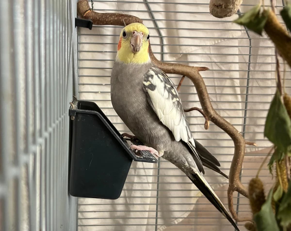 Sunflower, young mixed breed for adoption at Tierheim Linz, Linz