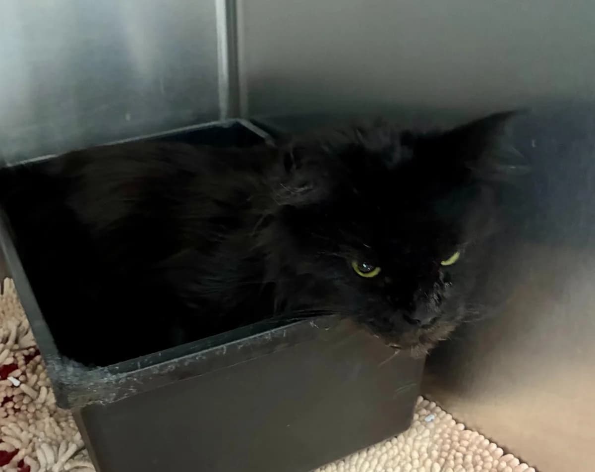 Unbekannt, female Maine Coon for adoption at Tierheim Linz, Linz