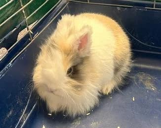 Gelbe, female young mixed breed for adoption at Tierheim Linz, Linz