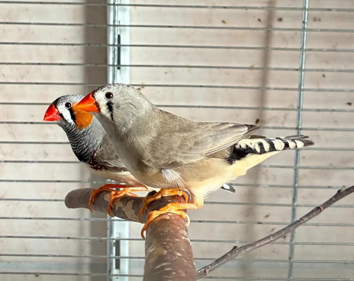 Diana, female young mixed breed for adoption at Tierheim Linz, Linz