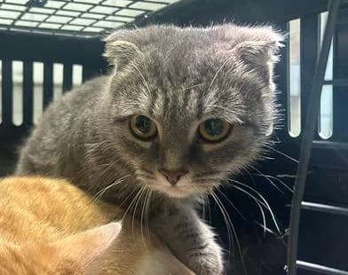 Nokra, female young Scottish Fold for adoption at Tierheim Linz, Linz