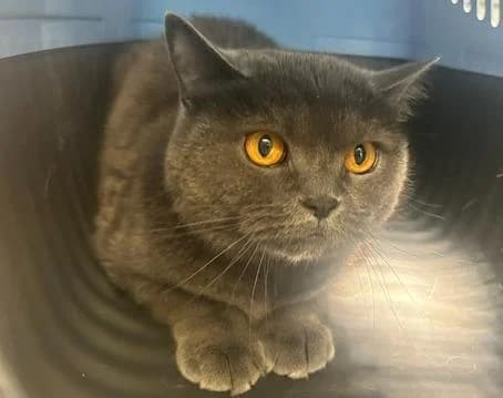 Unbekannt, British Shorthair (Tierheim Linz)